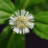 Agrovishwa 100% Organic Bhringraj Powder For Hair Care, Hair Growth , Natural Hair Conditioning-100g