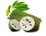 Agrovishwa 100% Organic Pure Soursop Leaf Tea | Premium Quality | Natural Immunity Booster | Large Tea Bags| Caffeine Free | 100 gm